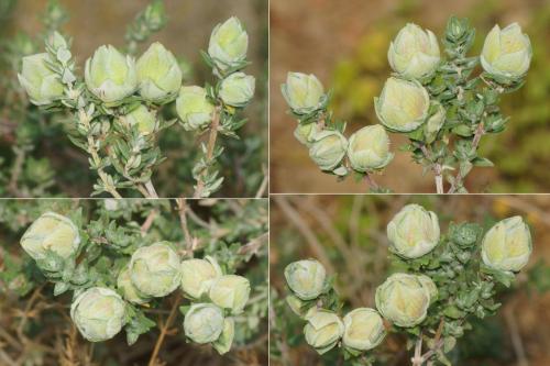 Réf. 300 611 : Bayeriola thymicola